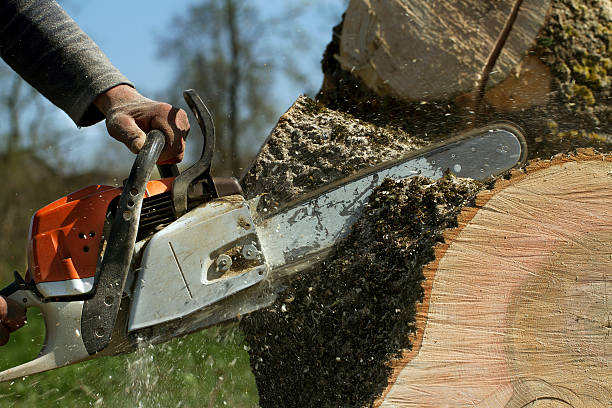 Trusted Benton Park, CA Tree Removal Experts
